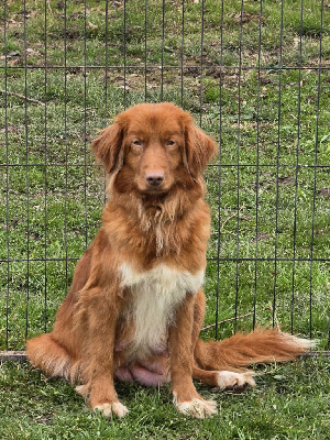 Étalon Retriever de la Nouvelle-Ecosse - Trying to love again dit tika Duckinson