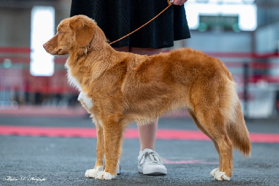 Étalon Retriever de la Nouvelle-Ecosse - Vicomtesse Du Domaine De Berylune