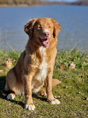 Étalon Retriever de la Nouvelle-Ecosse - Terracotta tandoori dit tawa Of clan buchanan