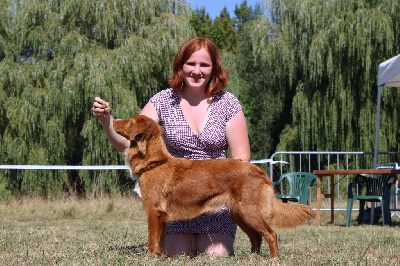 Étalon Retriever de la Nouvelle-Ecosse - Lupus Dei Undra