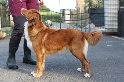 Étalon Retriever de la Nouvelle-Ecosse - Touch of honey Of clan buchanan