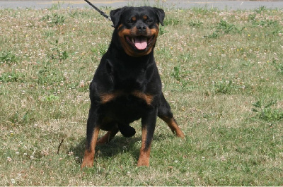 Étalon Rottweiler - Ricka du champ des louves