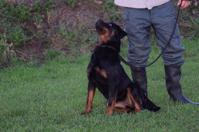 Étalon Rottweiler - Uta Of Passion Amstaff 