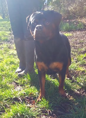 Étalon Rottweiler - Ugovegas Des anges noirs et feux