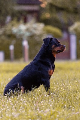 Étalon Rottweiler - Sarah du champ des louves