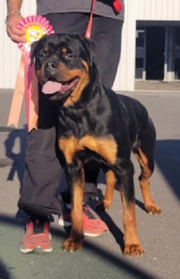 Étalon Rottweiler - Vega Des Princes De Calvignac