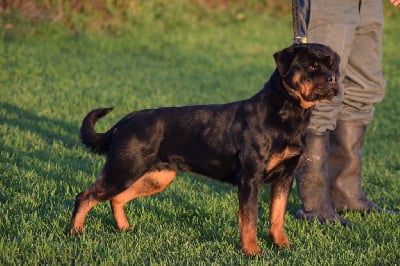 Étalon Rottweiler - Velga Of Passion Amstaff 