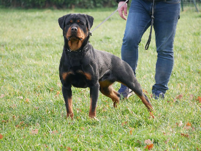 Étalon Rottweiler - Princesse Engel Schwarz