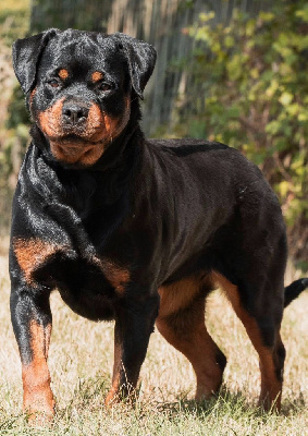 Étalon Rottweiler - Pippa Engel Schwarz