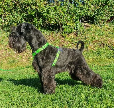 Étalon Schnauzer miniature - Vintus n pax Des matins de cristal