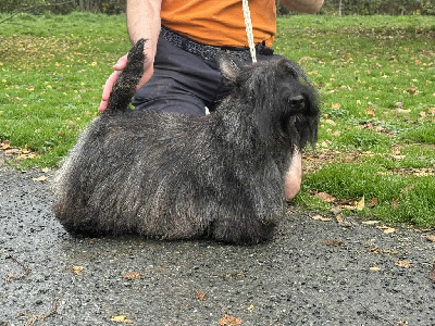 Étalon Scottish Terrier - Gabéric's Tiger lily