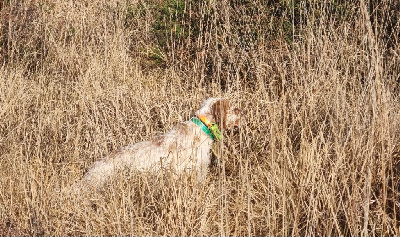 Étalon Setter Anglais - Sarentis Toretto