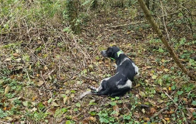 Étalon Setter Anglais - Vaillant de la centaurée noire