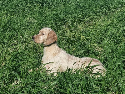 Étalon Setter Anglais - Zira de casa ato