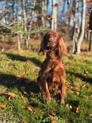 Étalon Setter irlandais rouge - Ysalis du Domaine de Criska