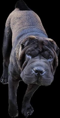 Étalon Shar Pei - Unakite Realijo