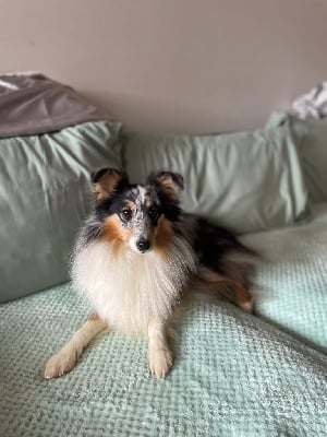 Étalon Shetland Sheepdog - Victoria abril Vanora Jone's