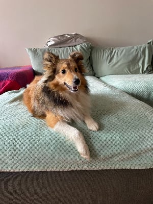 Étalon Shetland Sheepdog - Alluchka De La Foret Noir Et Feu