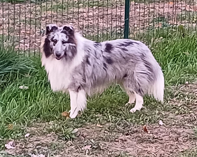 Étalon Shetland Sheepdog - Vino des Jardins de Becky
