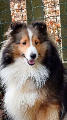 Étalon Shetland Sheepdog - Tendre kiss des Jardins de Becky