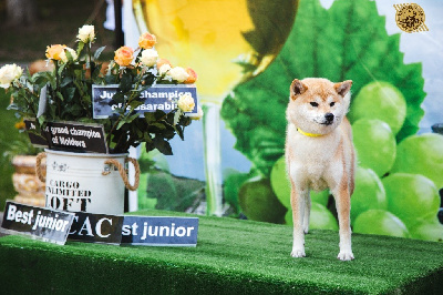 Étalon Shiba - Katsura go you djenima