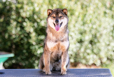 Étalon Shiba - Vaya du Bois de Compiègne