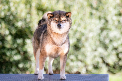 Étalon Shiba - CH. Tokumaro no fukukohime go takarasou