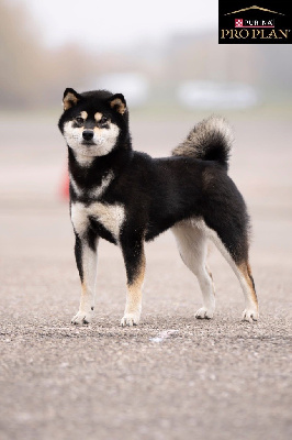 Étalon Shiba - Umekichi - go du Clos des Chtis