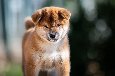 Étalon Shiba - Akanetora Go Sakura Kensha