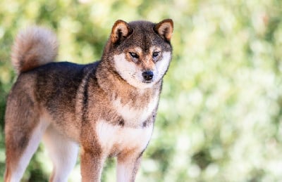 Étalon Shiba - Uta gomahime du Bois de Compiègne