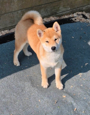 Étalon Shiba - Arielle Des Brumes de Brocéliande