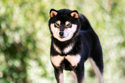 Étalon Shiba - Vayu du Bois de Compiègne