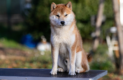 Étalon Shiba - Vogue du Bois de Compiègne