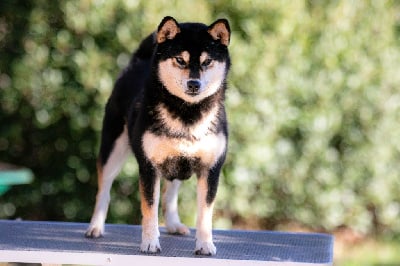 Étalon Shiba - Shimiko du Bois de Compiègne