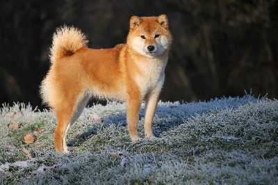 Étalon Shiba - Vulpix no hoji By Kyub'isae