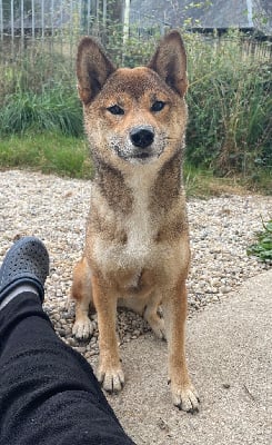 Étalon Shiba - Jester's Cronies Viva la vida