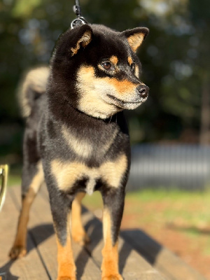 Étalon Shiba - Wamiko du Bois de Compiègne