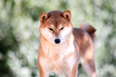 Étalon Shiba - Ume hanako du Bois de Compiègne