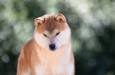 image de Taihei no shoryu