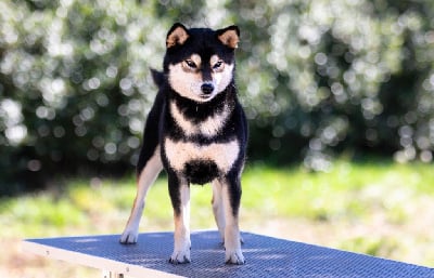 Étalon Shiba - Umiko du Bois de Compiègne