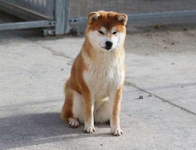 Étalon Shiba - Very orenji Go Sakura Kensha