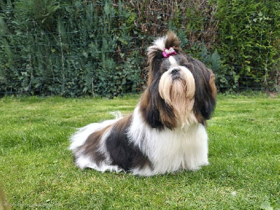Étalon Shih Tzu - Lyns-Avenly Xanadu sweet love
