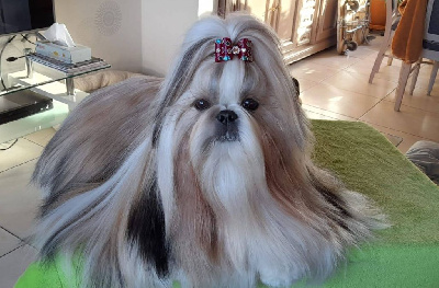 Étalon Shih Tzu - Happy paris queen analand