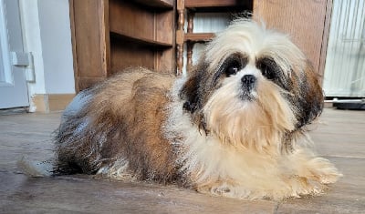 Étalon Shih Tzu - Rambo Des marais de courmont