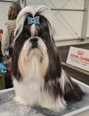 Étalon Shih Tzu - CH. V'washington From Mellandco