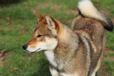 Étalon Shikoku - Kibo No Okami Ahri