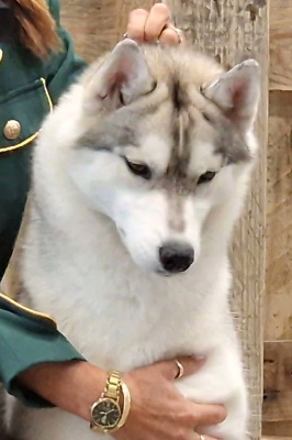 Étalon Siberian Husky - Viva la vida of nashkaia