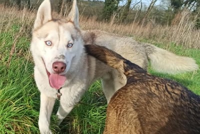 Étalon Siberian Husky - Uaiko de nounack