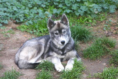 Étalon Siberian Husky - Attila (Sans Affixe)