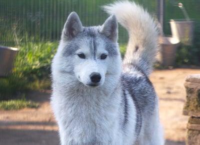 Étalon Siberian Husky - Vhalyeshka Of Legendary's Reborn